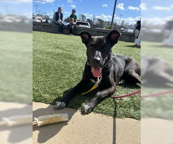 Medium Photo #9 Mutt Puppy For Sale in Rockaway, NJ, USA