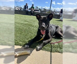 Mavi Lizman - Female Mutt Dog for Adoption - Photo #9