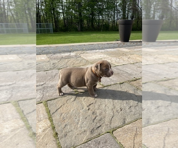 Medium Photo #4 American Bully Puppy For Sale in HILTON, NY, USA