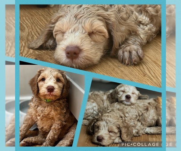 Medium Photo #1 Australian Labradoodle Puppy For Sale in Stockport, Greater Manchester (England), United Kingdom