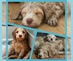 Small Photo #1 Australian Labradoodle Puppy For Sale in Stockport, Greater Manchester (England), United Kingdom