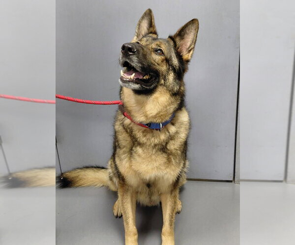 Medium Photo #2 German Shepherd Dog Puppy For Sale in South Bend, IN, USA