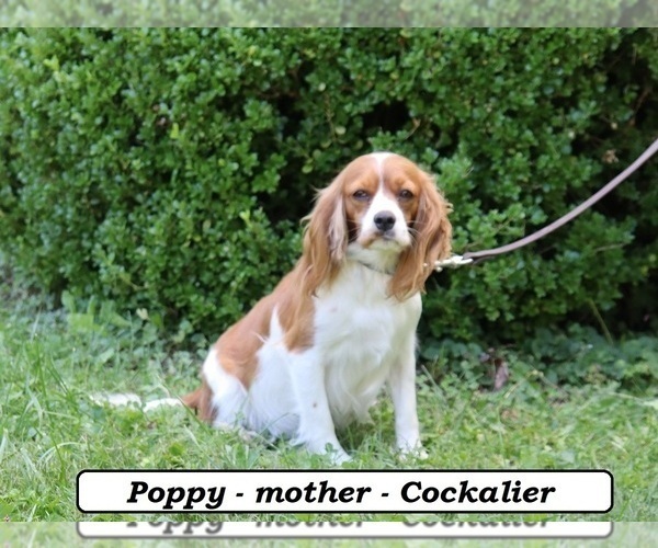 Medium Photo #1 Cavapoo (Miniature) Puppy For Sale in CLARKRANGE, TN, USA