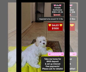 Havanese-Zuchon Mix Puppy for sale in TUCSON, AZ, USA