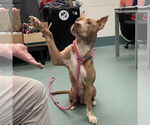 Small #2 American Pit Bull Terrier Mix