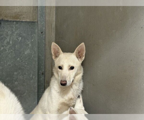 Medium Photo #1 Siberian Husky-Unknown Mix Puppy For Sale in San Bernardino, CA, USA