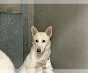 Siberian Husky-Unknown Mix Dogs for adoption in San Bernardino, CA, USA