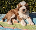 Small Photo #17 Goldendoodle (Miniature) Puppy For Sale in PLACERVILLE, CA, USA