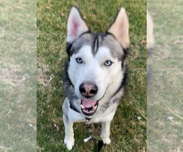 Medium Photo #3 Siberian Husky Puppy For Sale in Matawan, NJ, USA