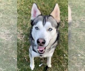 Blue - Male Siberian Husky Dog for Adoption - Photo #3