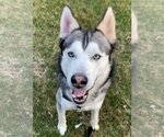 Small #2 Siberian Husky
