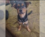 Small #3 Spaniel Mix