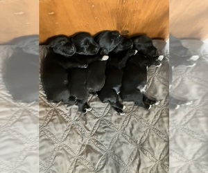 Schnauzer (Miniature) Puppy for Sale in PORT ORANGE, Florida USA