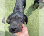 Small #2 Labrador Retriever