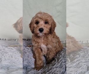 Goldendoodle (Miniature) Puppy for sale in YACOLT, WA, USA