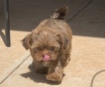Small Photo #1 Shorkie Tzu Puppy For Sale in EDMOND, OK, USA