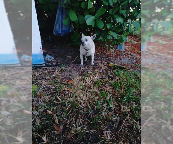 Medium Photo #1 Chihuahua Puppy For Sale in Fort Lauderdale, FL, USA