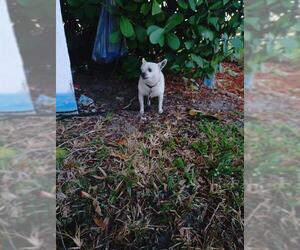 Chihuahua Dogs for adoption in Fort Lauderdale, FL, USA