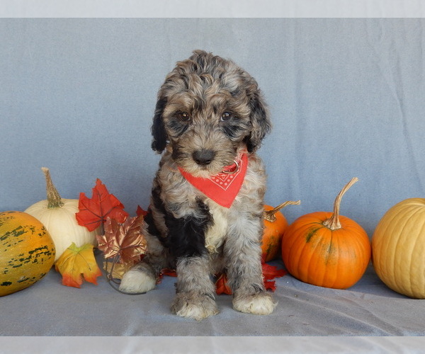 Medium Photo #5 Sheepadoodle Puppy For Sale in MILLERSBURG, OH, USA