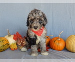 Small #4 Sheepadoodle