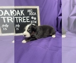 Small Photo #2 Australian Shepherd Puppy For Sale in TECUMSEH, OK, USA