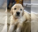 Small #5 English Cream Golden Retriever