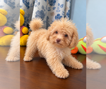 BichPoo puppies - Male Bichpoo Puppy for Sale - Photo #41