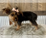 Small #1 Yorkshire Terrier