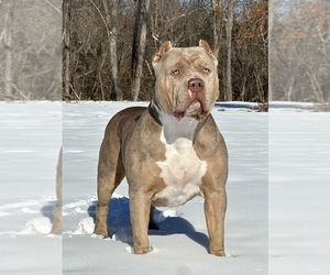 Mother of the American Bully puppies born on 04/25/2025