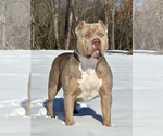 Small Photo #1 American Bully Puppy For Sale in FRANKLIN, KY, USA