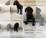 Small #10 Labrador Retriever
