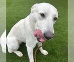 Small #2 Labrador Retriever Mix
