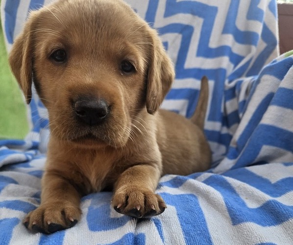Medium Photo #8 Labrador Retriever Puppy For Sale in BUFFALO, NY, USA