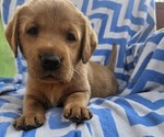 Small #7 Labrador Retriever