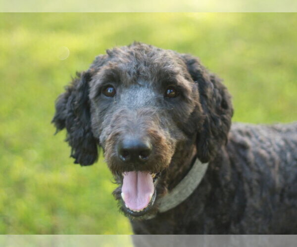 Medium Photo #1 Poodle (Standard)-Unknown Mix Puppy For Sale in Cookeville, TN, USA