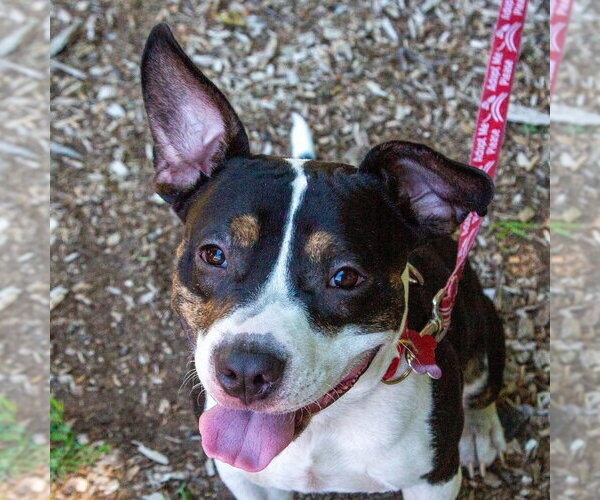 Medium Photo #7 Mutt Puppy For Sale in Canton, CT, USA