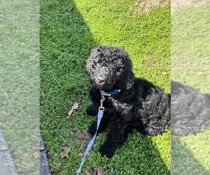 Doodle-Labradoodle Mix Puppy for sale in HUFFMAN, TX, USA