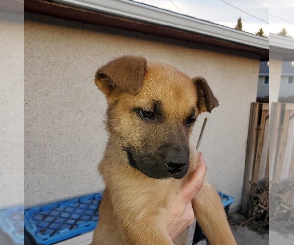 Medium Photo #2 Huskies -Unknown Mix Puppy For Sale in Calgary, Alberta, Canada