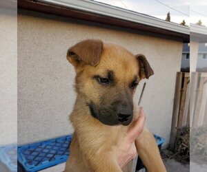Pup 7 LIGHT BLUE - Male Huskies -Unknown Mix Dog for Adoption - Photo #2