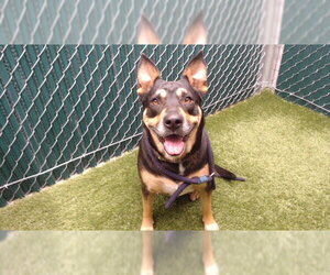 German Shepherd Dog-Unknown Mix Dogs for adoption in Downey, CA, USA