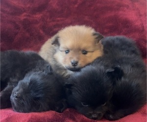Pomeranian Litter for sale in LAKE CITY, SC, USA