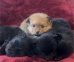 Small Pomeranian