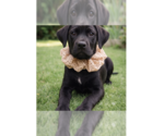 Small #5 Labrador Retriever Mix
