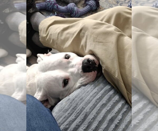 Medium Photo #6 American Pit Bull Terrier-American Staffordshire Terrier Mix Puppy For Sale in Brewster, NY, USA