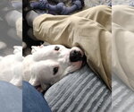 Small #5 American Pit Bull Terrier-American Staffordshire Terrier Mix