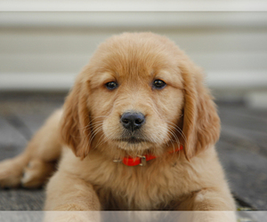 Golden Retriever Puppy for sale in LIBERTY, KY, USA