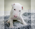 Small Photo #8 Bull Terrier Puppy For Sale in KENDALL, FL, USA