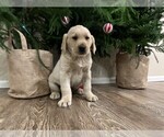 Small Photo #4 Golden Labrador Puppy For Sale in BLACK FOREST, CO, USA