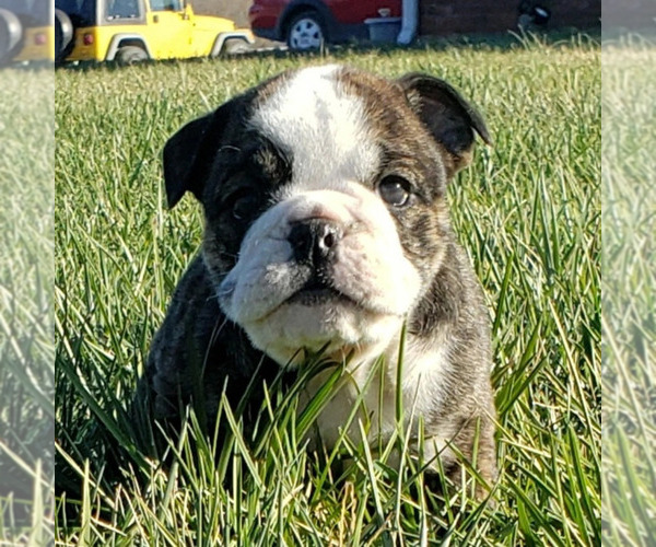Medium Photo #1 Bulldog Puppy For Sale in SPRINGFIELD, MO, USA