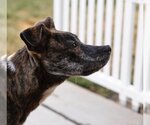 Small #14 Labrador Retriever Mix